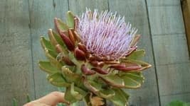 Sample 4 – Artichoke flower