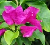 Sample 1 – Bougainvillea