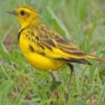 Sample 6 – Golden pipit