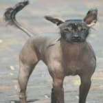 Sample 1 – Mex hairless