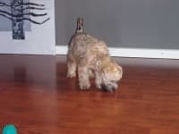 Sample 3 – Wheaten terrier