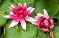 Sample 5 – Water lily