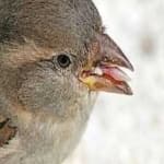 Sample 1 – House sparrow