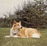 Sample 2 – Collie