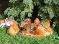 Sample 3 – Cock