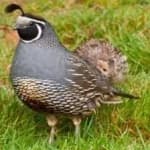 Sample 5 – California quail
