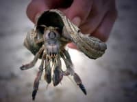 Sample 4 – Hermit crab