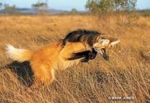 Sample 5 – Red wolf