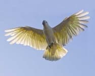 Sample 6 – Sulphur crested cockatoo