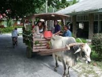 Sample 1 – Oxcart