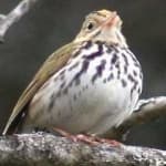 Sample 5 – Ovenbird