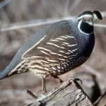 Sample 6 – California quail