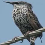 Sample 1 – Common starling