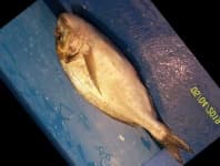Sample 5 – Gilt head bream