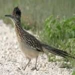 Sample of Roadrunner