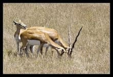 Sample 2 – Gazelle