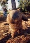 Sample 2 – Wombat