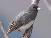 Sample of Junco