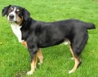 Sample 6 – Entlebucher