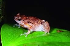 Sample 2 – Frog