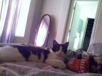 Sample 4 – Cat