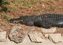 Sample 4 – American alligator