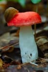 Sample 2 – Bolete
