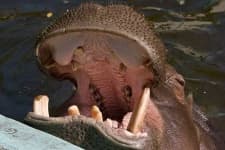 Sample 3 – Hippopotamus