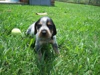 Sample 3 – Bluetick