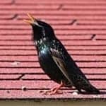 Sample 4 – Common starling