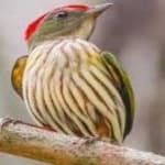 Sample 5 – Stripped manakin