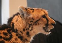Sample 2 – Cheetah