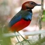 Sample 4 – Red bellied pitta