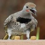 Sample 3 – Gilded flicker