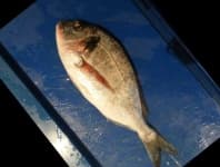 Sample 3 – Gilt head bream