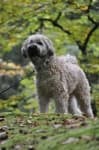 Sample 1 – Wheaten terrier