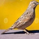 Sample 2 – Lark bunting