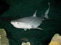 Sample 3 – Tiger shark