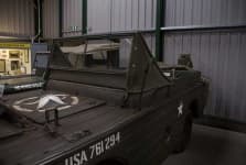 Sample 3 – Amphibian