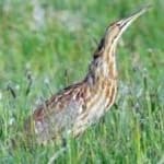 Sample 6 – American bittern