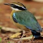 Sample 1 – Indian pitta
