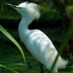Sample 1 – Snowy egret