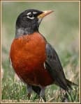 Sample 6 – Robin