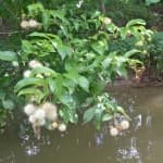 Sample 3 – Wetland