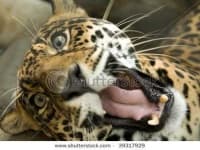 Sample 23 – Jaguar car