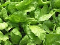 Sample 6 – Spinach
