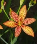 Sample 3 – Blackberry lily