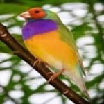 Sample 1 – Gouldian finch