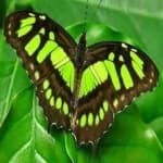 Sample 1 – Malachite