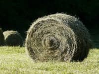 Sample 4 – Hay